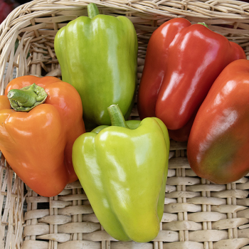 Pepper, Sweet, Chablis