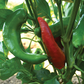 Pepper, Sweet, Corno Di Toro Red  Pepper, Sweet, Corno Di Toro Red