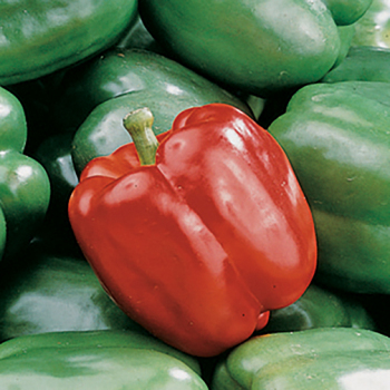 Pepper, Sweet, King Arthur Hybrid Pepper, Sweet, King Arthur Hybrid