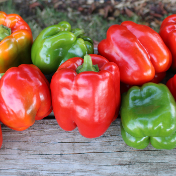 Pepper, Sweet, King Arthur Hybrid