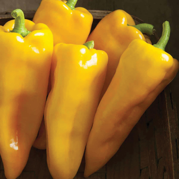 Pepper, Sweet, Escamillo Hybrid  Pepper, Sweet, Escamillo Hybrid
