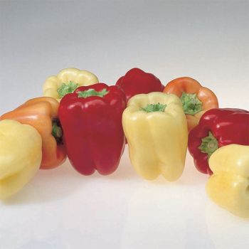 Flamingo Hybrid Pepper
