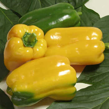 Gemini Hybrid Pepper