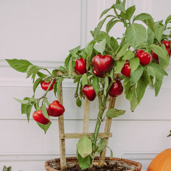 Pepper, Sweet, Pumpkin Peppers™ Halloween Red Hybrid  Pepper, Sweet, Pumpkin Peppers™ Halloween Red Hybrid