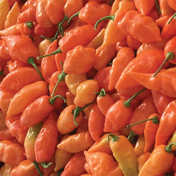 Habanada Pepper