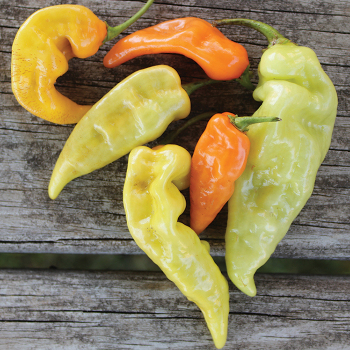 Pepper, Sweet, Habanada  Pepper, Sweet, Habanada