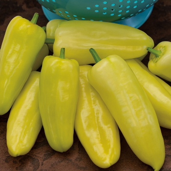 Pepper, Sweet, Gypsy Hybrid Pepper, Sweet, Gypsy Hybrid