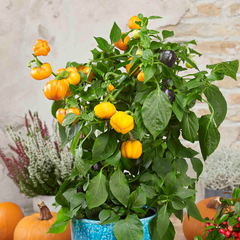 Pepper, Sweet, Pumpkin Peppers™ Halloween Gold Hybrid  Pepper, Sweet, Pumpkin Peppers™ Halloween Gold Hybrid
