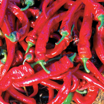 Pepper, Sweet, Jimmy Nardello's  Pepper, Sweet, Jimmy Nardello's