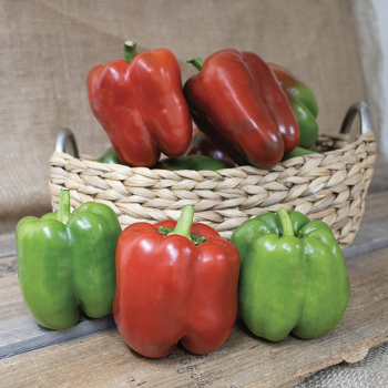 Pepper, Sweet, King Of The North Pepper, Sweet, King Of The North