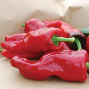Melrose Pepper