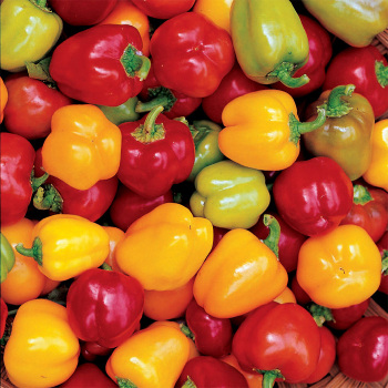 Mini Belle Blend Pepper