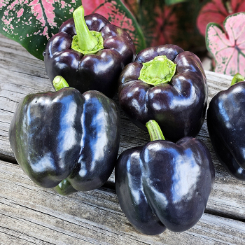 Pepper, Sweet, Merlot Hybrid