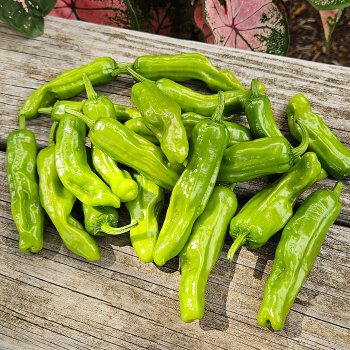 Pepper, Hot, Golden Greek Peperoncino 