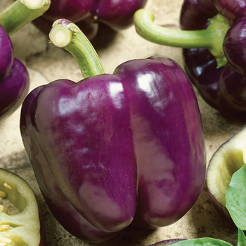 Pepper, Sweet, Purple Beauty Pepper, Sweet, Purple Beauty