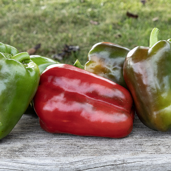 Pepper, Sweet, Ozark Giant