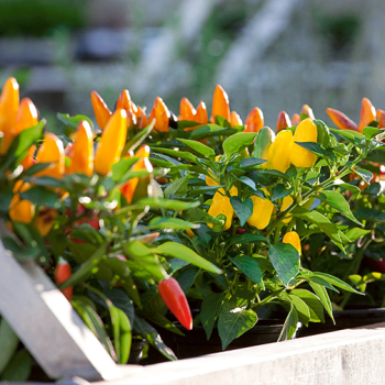 Pepper, Sweet, Pretty N Sweet Hybrid  Pepper, Sweet, Pretty N Sweet Hybrid