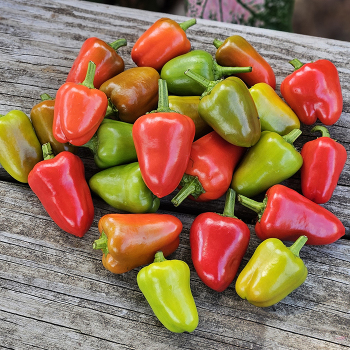 Pepper, Sweet, Pretty N Sweet Hybrid 