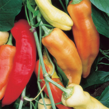 Sweet Banana Pepper