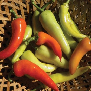 Pepper, Sweet, Sweet Banana  Pepper, Sweet, Sweet Banana