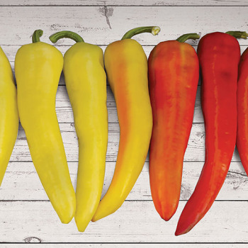 Pepper, Sweet, Sweet Sunset Hybrid Pepper, Sweet, Sweet Sunset Hybrid