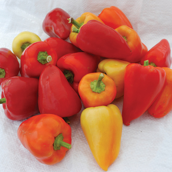 Red Belgian Pepper