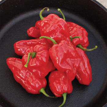 Roulette Hybrid Pepper