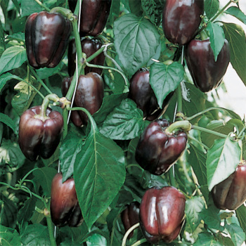 Tequila Hybrid Pepper