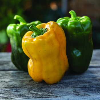 Pepper, Sweet, Yellow Monster