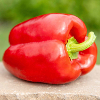 Pepper, Bell, Paragon Pepper, Bell, Paragon