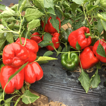 Pepper, Bell, Redfish Hybrid Pepper, Bell, Redfish Hybrid