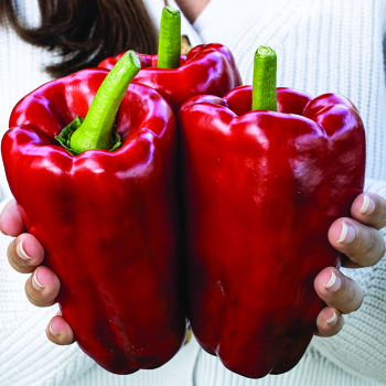 Pepper, Sweet, Red Impact Hybrid