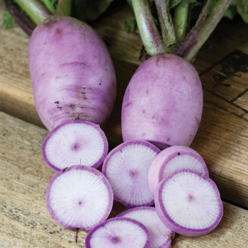 Radish, Sweet Baby Hybrid 