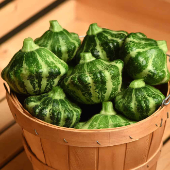 Squash, Green Lightning Hybrid