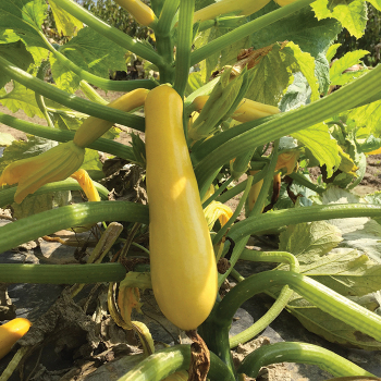 Squash, Summer, Smooth Criminal Hybrid  Squash, Summer, Smooth Criminal Hybrid