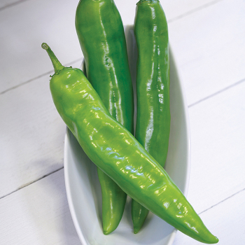Desperado Hybrid Pepper