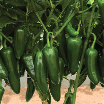 Pepper, Hot, San Joaquin Hybrid  Pepper, Hot, San Joaquin Hybrid