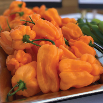 Pepper, Hot, Chaak Hybrid 