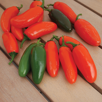 Orange Spice Jalapeno Pepper