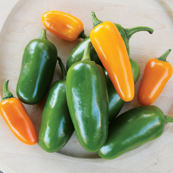 Pepper, Hot, Jalapeno Spice Pumpkin Pepper, Hot, Jalapeno Spice Pumpkin