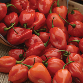 Pepper, Hot, Primero Red Habanero Hybrid 