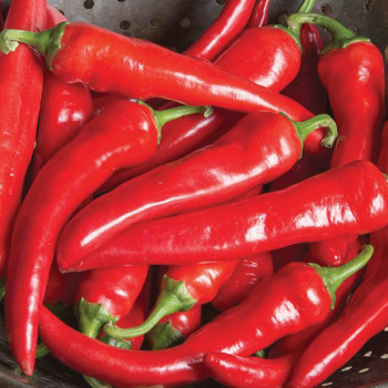 Red Ember Hybrid Pepper