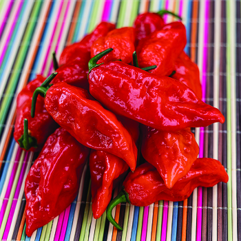 Pepper, Hot, Wicked Ghost Hybrid 