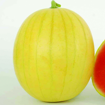 Watermelon, Faerie Hybrid