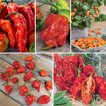 5-Alarm Collection 5-Alarm Collection