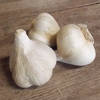Garlic, Northern White