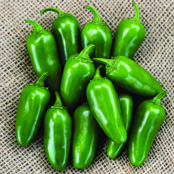 Pepper, Hot, Early Jalapeno