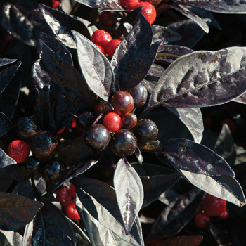 Pepper, Ornamental, Black Pearl  Pepper, Ornamental, Black Pearl