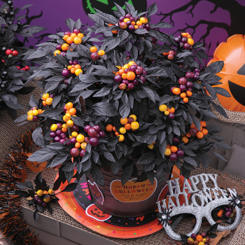 Pepper, Ornamental, Onyx™ Orange Hybrid Pepper, Ornamental, Onyx™ Orange Hybrid