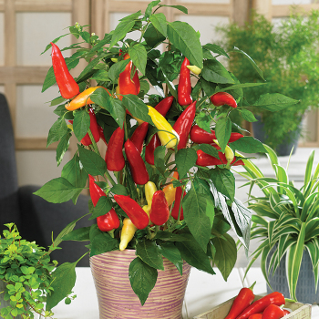 Pepper, Sweet, Ponky Peppers™ Sweet Caroline Red Hybrid  Pepper, Sweet, Ponky Peppers™ Sweet Caroline Red Hybrid